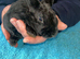 Rex Standard Rabbit, Bunnies, Kits available