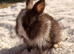 Purebred Minilop bunnies