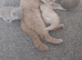 Beautiful Full British Shorthair Lilac Queen 2 Years