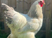 Blue columbian cockerel