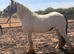 Cob Mare