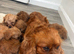Cavapoo