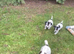 Traditional Pure Bred Jack Russell Puppies
