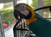 Tame Blue and gold Macaw Male