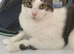 Mika the cat