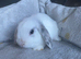 Mini lop litter also mini cashmere lops.