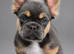 Big Rope Fluffy French Bulldog Puppies