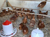 Warren chickens 12 weeks