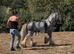 10yo 12hh Blagdon Stallion