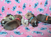 Staff puppies