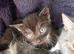 Beautiful Bengal Cross Kittens – Tabby, Calico & Ginger – Ready Soon