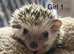 Baby pgymy hedgehogs ready to leave