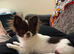Rare Chocolate Parti Pomchi – The Sweetest Little Girl
