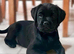 1 x Boy available for his forever home. Rare mixed breed kc reg red fox lab and pekingese, puppies have been wormed to date.