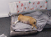 Red fox colour staffi puppies