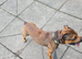 Staffy for stud