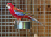 Rosella parrot