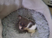 JACK TZU MALE/FEMALE PUPPIES