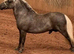 Lemon and white mare
