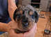 Beautiful merle dorkies