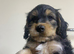 Stunning F1 Generation Cockapoo puppies READY NOW