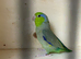 Male parrotlet