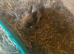 Rabbit kits