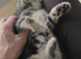 Gorgeous Tabby kittens 9 weeks