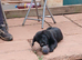 Puppys