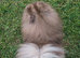 KC reg Lilac young adult
