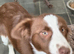Chocolate and white 5 month old bitch