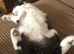 Murphy - Male, 3 , Neautered