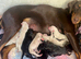 KC registered health tested Dobermann puppies