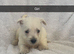 West highland terriers puppy&rsquo;s