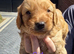 Cockapoo f1b puppys