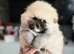 Miniature Teddy bear Pomeranian