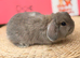 Plush lop & plush carriers