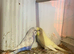 Pair of budgies pair kaks cages nest boxes