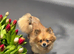 Pomeranian male 3 years