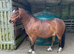 Welsh C registered 4y/o unbroken