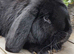 French Lop Buck