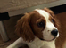 Winston &ndash; A Truly Special Blenheim Cavalier King Charles Spaniel Boy