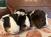 Guinea pigs for sale