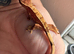 Crested geckos for sale!