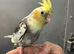 Hand reared baby cockatiel available for its new home now available:-/-//