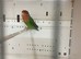 Breeding pair of love birds