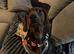 Standard smooth-haired dachshund for stud