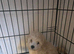 Maltipoo pups awaiting for new home.
