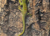 4 baby giant day geckos