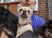 Female chihuahua